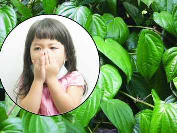 Dùng lá trầu không trị ho cho trẻ